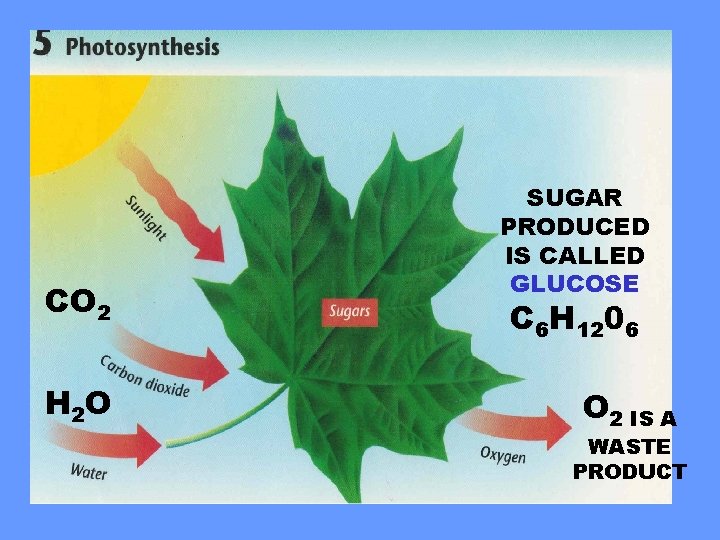CO 2 H 2 O SUGAR PRODUCED IS CALLED GLUCOSE C 6 H 1206