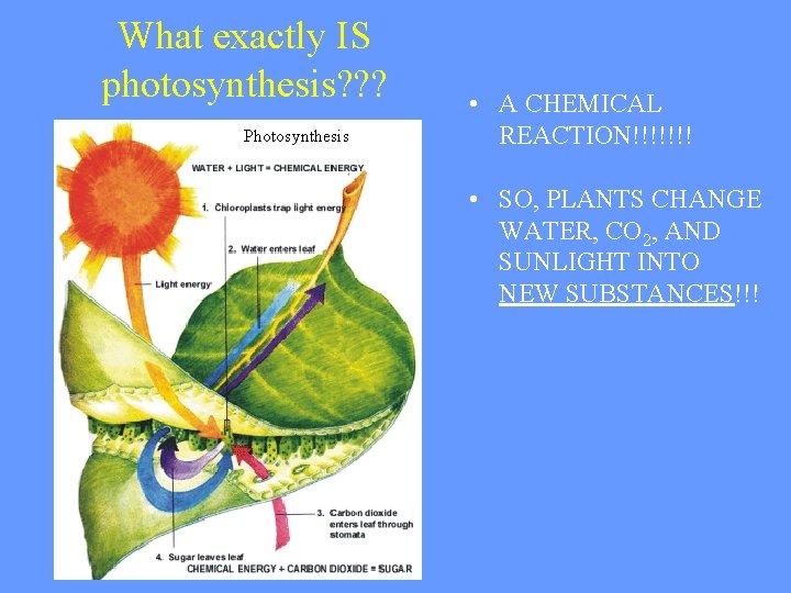What exactly IS photosynthesis? ? ? Photosynthesis • A CHEMICAL REACTION!!!!!!! • SO, PLANTS