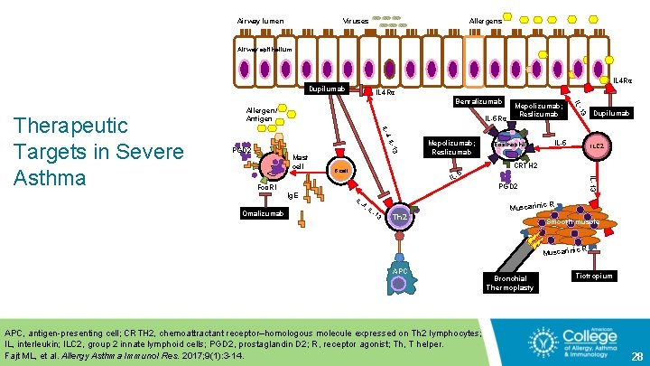 Airway lumen Allergens Viruses Airway epithelium IL 4 Rα Dupilumab IL 4 Rα 3