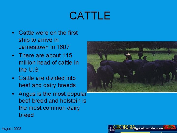 CATTLE • Cattle were on the first ship to arrive in Jamestown in 1607