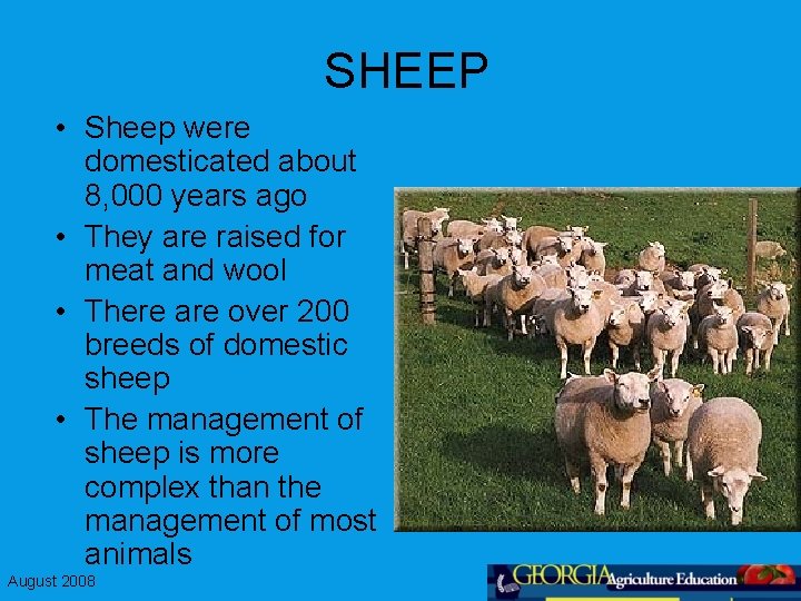 SHEEP • Sheep were domesticated about 8, 000 years ago • They are raised