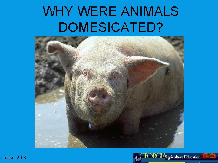 WHY WERE ANIMALS DOMESICATED? August 2008 