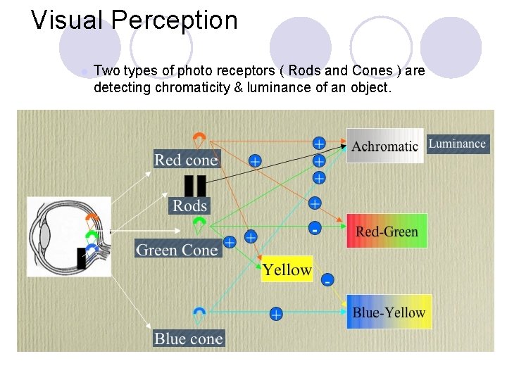 Visual Perception l Two types of photo receptors ( Rods and Cones ) are