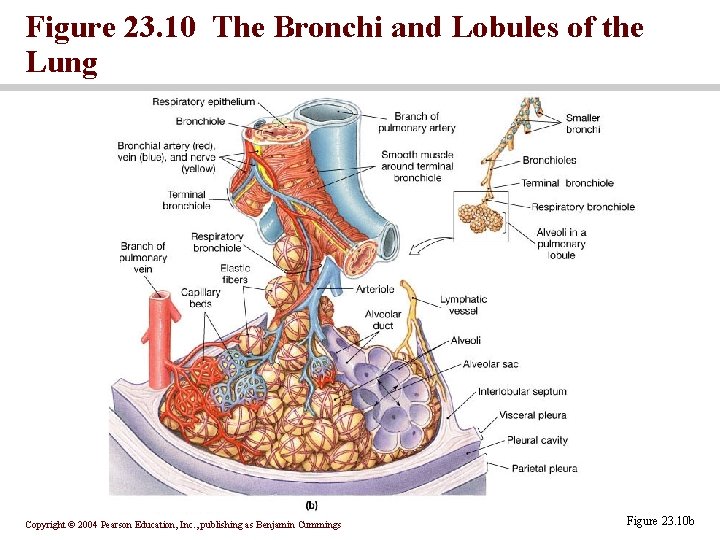 Figure 23. 10 The Bronchi and Lobules of the Lung Copyright © 2004 Pearson