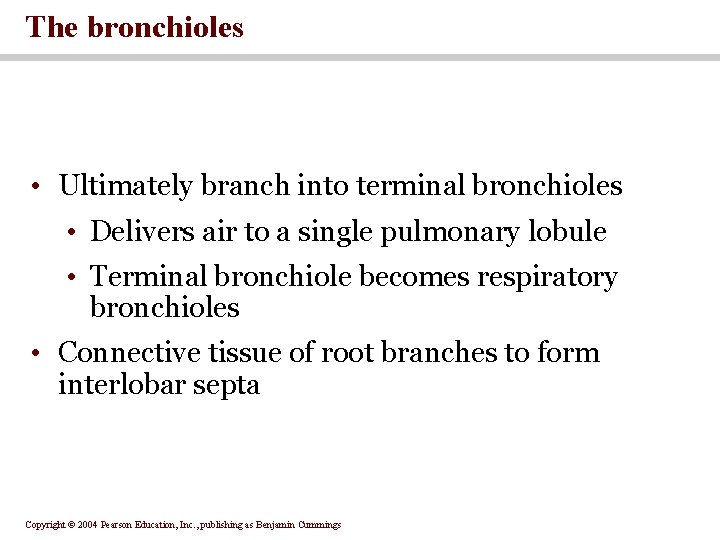 The bronchioles • Ultimately branch into terminal bronchioles • Delivers air to a single