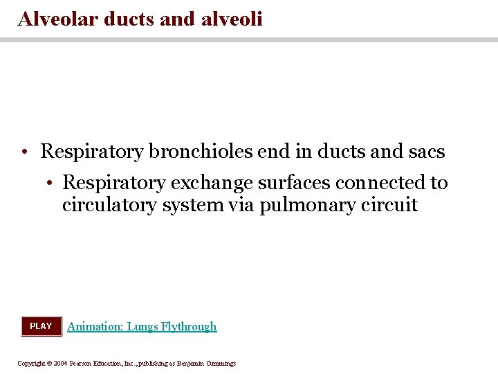 Alveolar ducts and alveoli • Respiratory bronchioles end in ducts and sacs • Respiratory