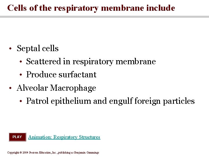 Cells of the respiratory membrane include • Septal cells • Scattered in respiratory membrane