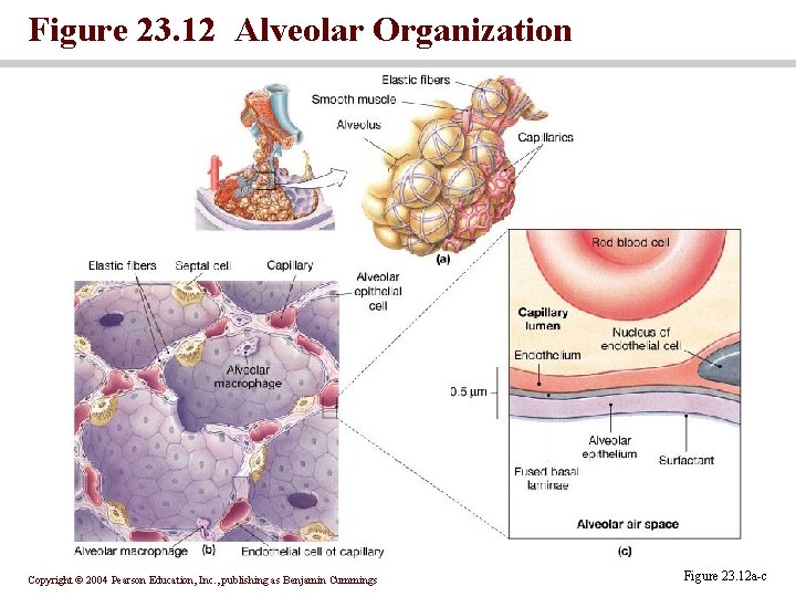 Figure 23. 12 Alveolar Organization Copyright © 2004 Pearson Education, Inc. , publishing as