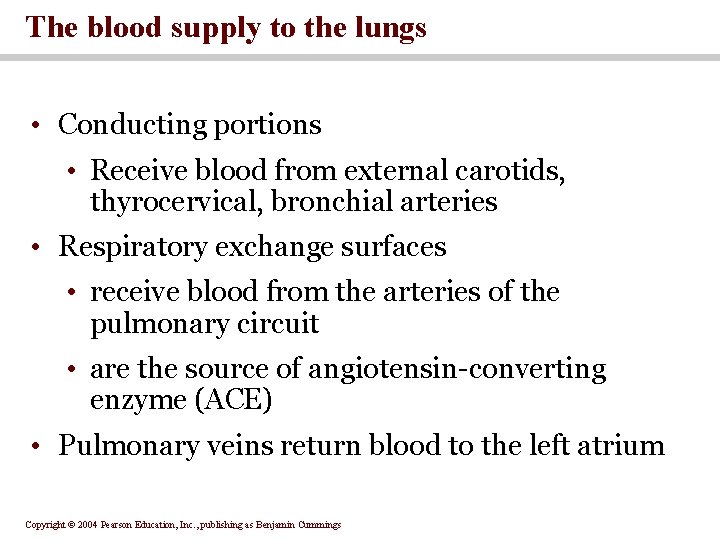 The blood supply to the lungs • Conducting portions • Receive blood from external