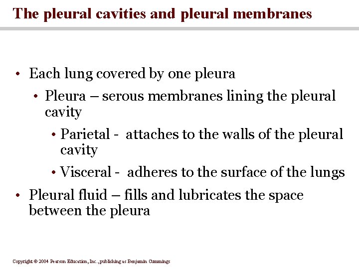 The pleural cavities and pleural membranes • Each lung covered by one pleura •