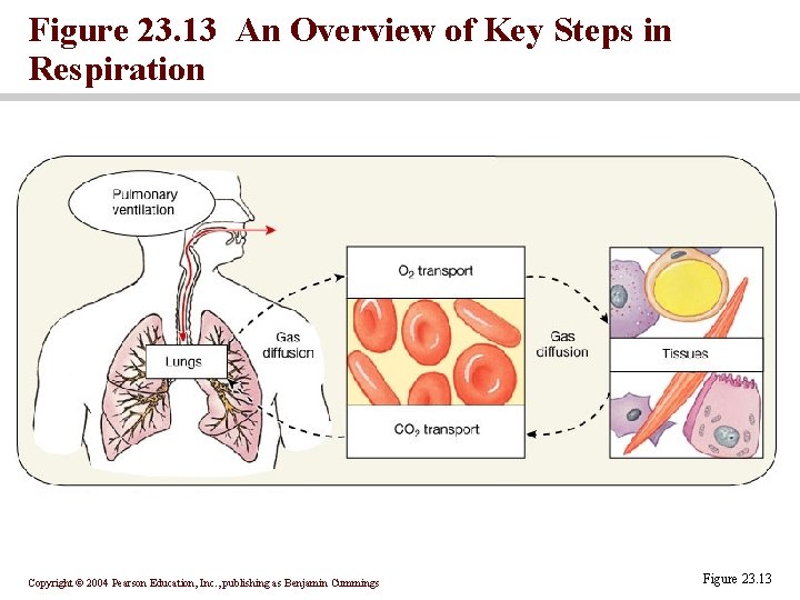 Figure 23. 13 An Overview of Key Steps in Respiration Copyright © 2004 Pearson