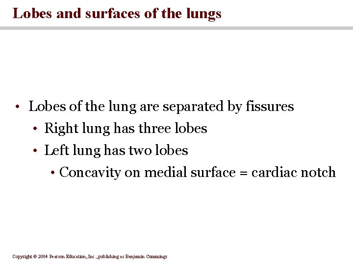 Lobes and surfaces of the lungs • Lobes of the lung are separated by