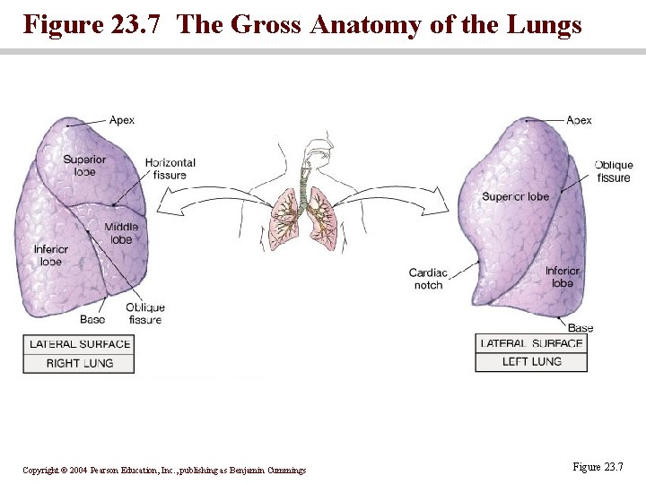Figure 23. 7 The Gross Anatomy of the Lungs Copyright © 2004 Pearson Education,