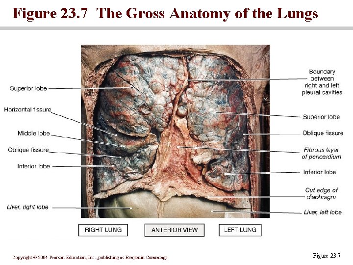 Figure 23. 7 The Gross Anatomy of the Lungs Copyright © 2004 Pearson Education,