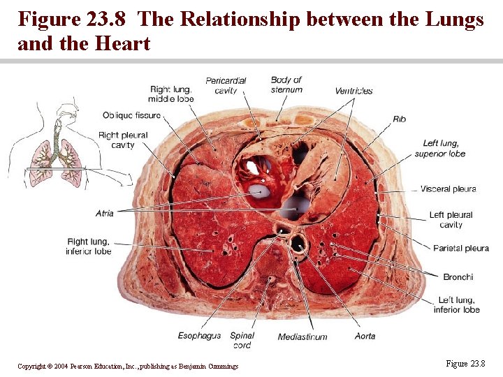Figure 23. 8 The Relationship between the Lungs and the Heart Copyright © 2004
