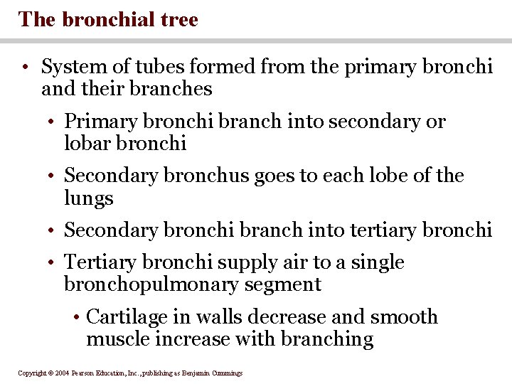 The bronchial tree • System of tubes formed from the primary bronchi and their