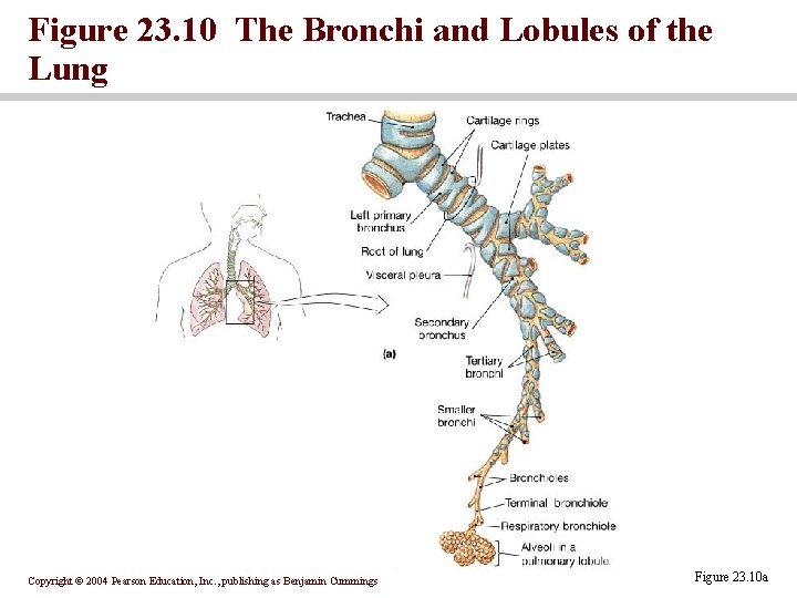 Figure 23. 10 The Bronchi and Lobules of the Lung Copyright © 2004 Pearson