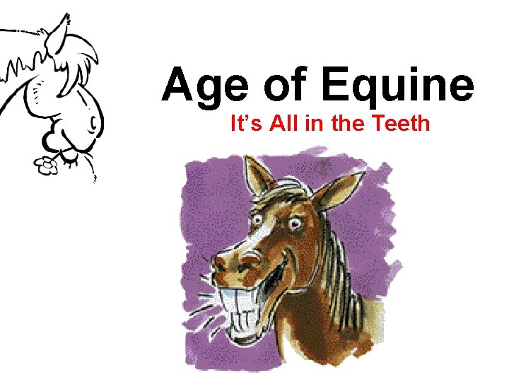 Age of Equine It’s All in the Teeth 