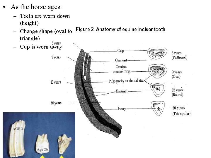  • As the horse ages: – Teeth are worn down (height) – Change