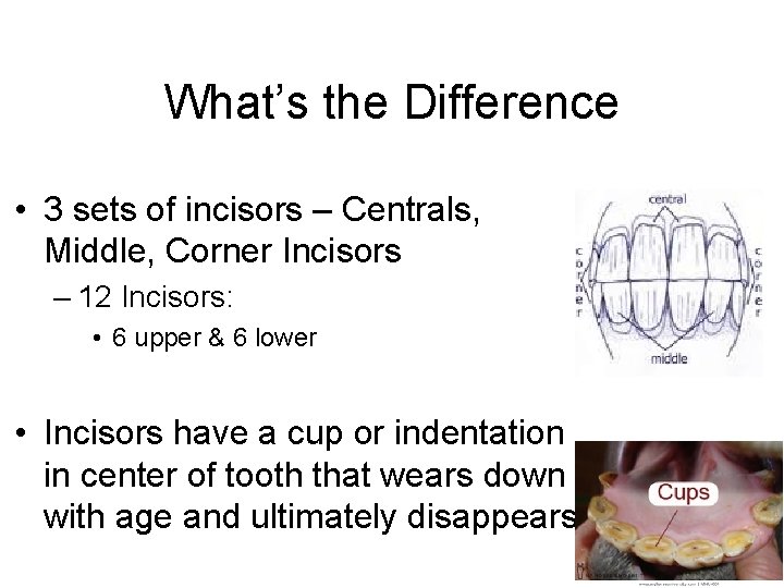 What’s the Difference • 3 sets of incisors – Centrals, Middle, Corner Incisors –