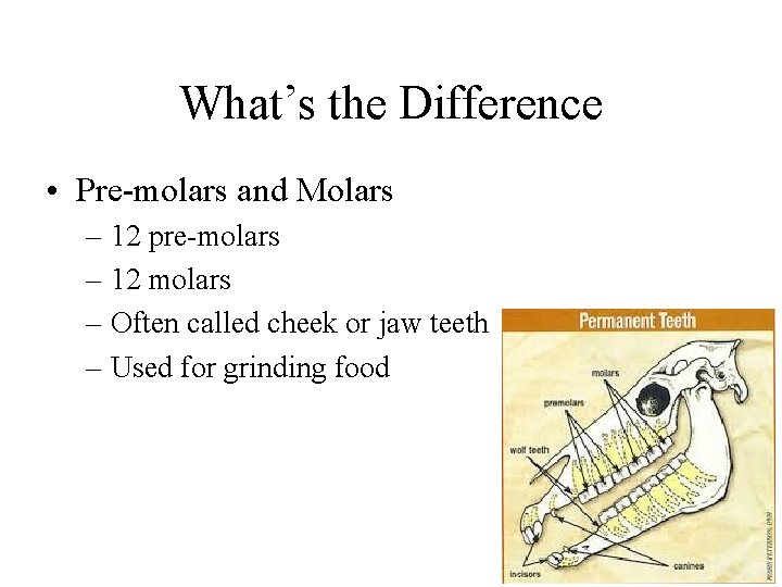 What’s the Difference • Pre-molars and Molars – 12 pre-molars – 12 molars –