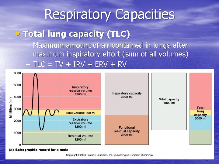 Respiratory Capacities • Total lung capacity (TLC) – Maximum amount of air contained in