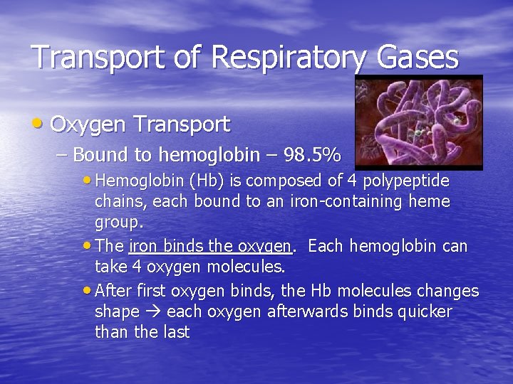 Transport of Respiratory Gases • Oxygen Transport – Bound to hemoglobin – 98. 5% Transport of Respiratory Gases • Oxygen Transport – Bound to hemoglobin – 98. 5%