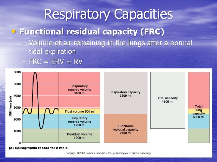 Respiratory Capacities • Functional residual capacity (FRC) – Volume of air remaining in the Respiratory Capacities • Functional residual capacity (FRC) – Volume of air remaining in the