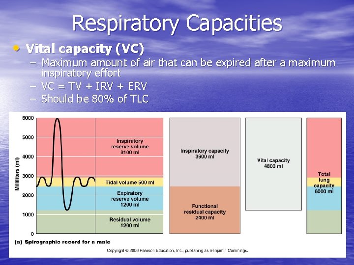 Respiratory Capacities • Vital capacity (VC) – Maximum amount of air that can be