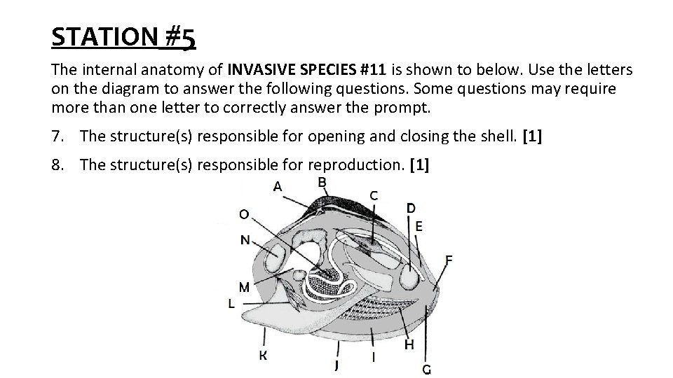STATION #5 The internal anatomy of INVASIVE SPECIES #11 is shown to below. Use STATION #5 The internal anatomy of INVASIVE SPECIES #11 is shown to below. Use