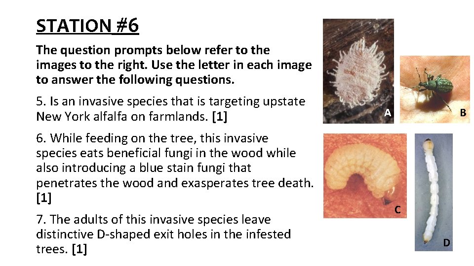 STATION #6 The question prompts below refer to the images to the right. Use STATION #6 The question prompts below refer to the images to the right. Use