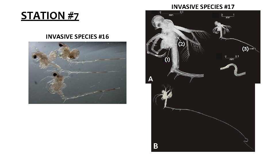 INVASIVE SPECIES #17 STATION #7 INVASIVE SPECIES #16 B 