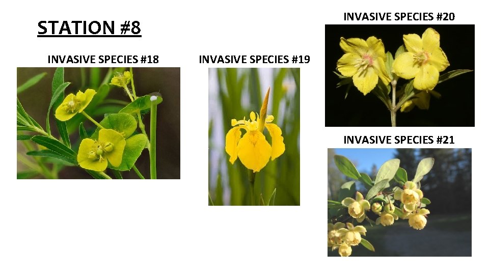 INVASIVE SPECIES #20 STATION #8 INVASIVE SPECIES #19 INVASIVE SPECIES #21 INVASIVE SPECIES #20 STATION #8 INVASIVE SPECIES #19 INVASIVE SPECIES #21