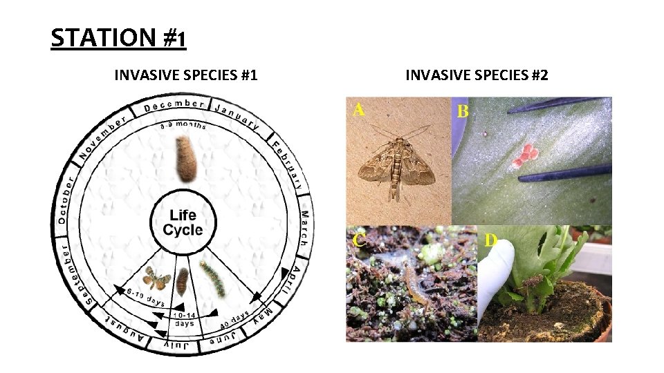 STATION #1 INVASIVE SPECIES #2 STATION #1 INVASIVE SPECIES #2