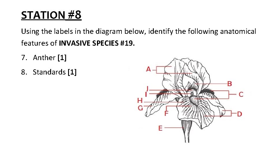 STATION #8 Using the labels in the diagram below, identify the following anatomical features