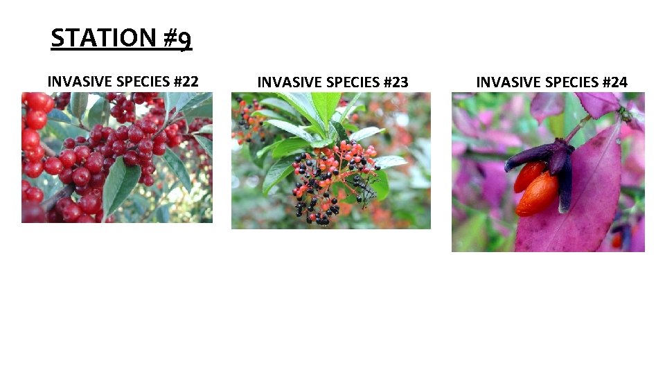 STATION #9 INVASIVE SPECIES #22 INVASIVE SPECIES #23 INVASIVE SPECIES #24 STATION #9 INVASIVE SPECIES #22 INVASIVE SPECIES #23 INVASIVE SPECIES #24