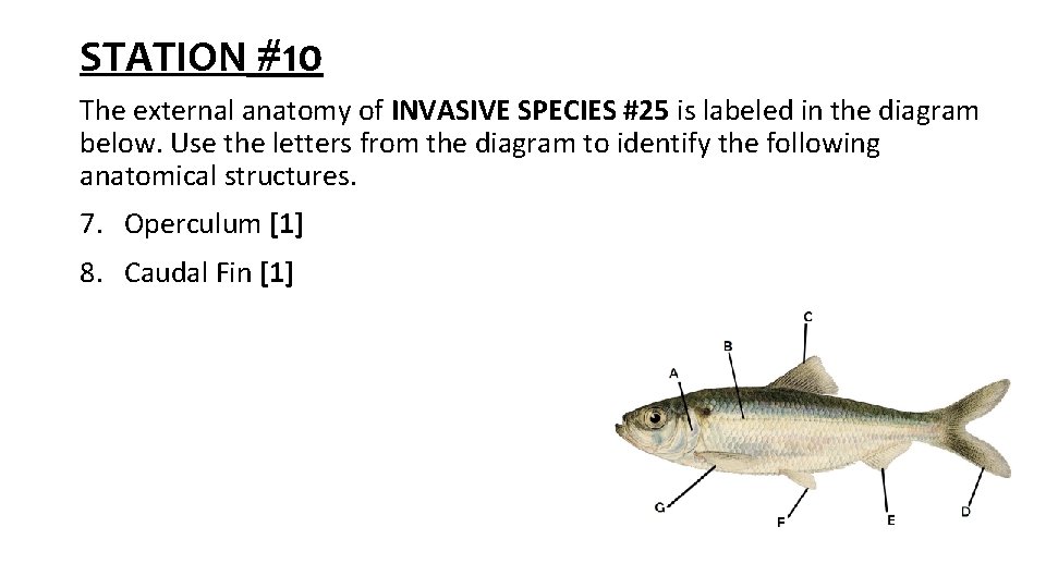 STATION #10 The external anatomy of INVASIVE SPECIES #25 is labeled in the diagram