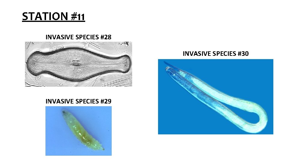 STATION #11 INVASIVE SPECIES #28 INVASIVE SPECIES #30 INVASIVE SPECIES #27 INVASIVE SPECIES #29 STATION #11 INVASIVE SPECIES #28 INVASIVE SPECIES #30 INVASIVE SPECIES #27 INVASIVE SPECIES #29