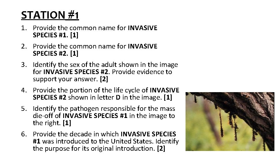 STATION #1 1. Provide the common name for INVASIVE SPECIES #1. [1] 2. Provide