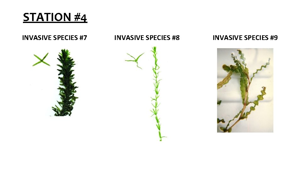 STATION #4 INVASIVE SPECIES #7 INVASIVE SPECIES #8 INVASIVE SPECIES #9 STATION #4 INVASIVE SPECIES #7 INVASIVE SPECIES #8 INVASIVE SPECIES #9