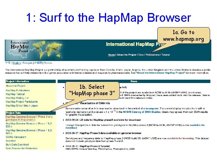 1: Surf to the Hap. Map Browser 1 a. Go to www. hapmap. org