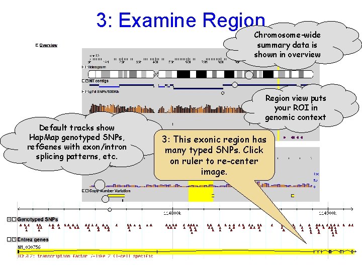 3: Examine Region Chromosome-wide summary data is shown in overview Default tracks show Hap.