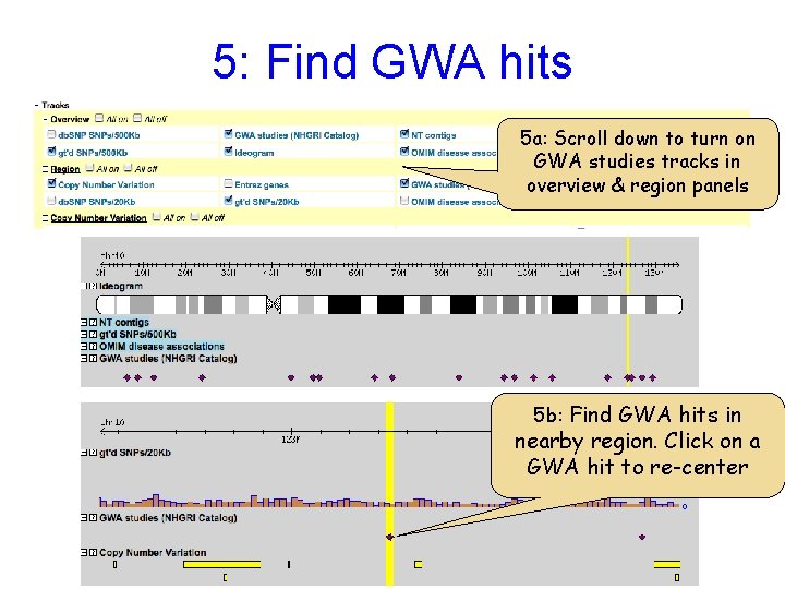 5: Find GWA hits 5 a: Scroll down to turn on GWA studies tracks