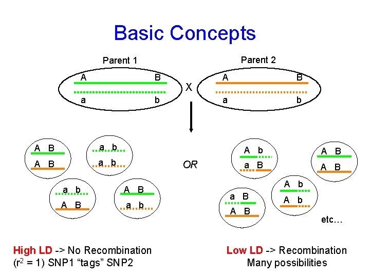 Basic Concepts Parent 2 Parent 1 A B a b X OR a b