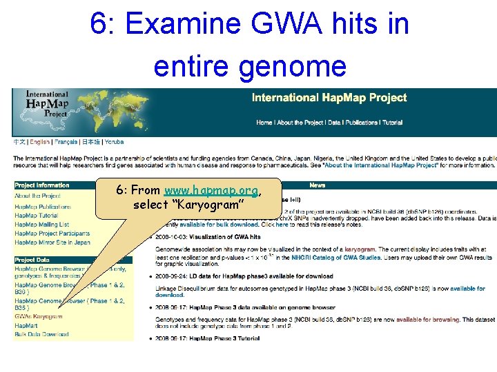 6: Examine GWA hits in entire genome 6: From www. hapmap. org, select “Karyogram”