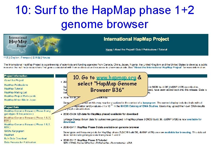 10: Surf to the Hap. Map phase 1+2 genome browser 10. Go to www.
