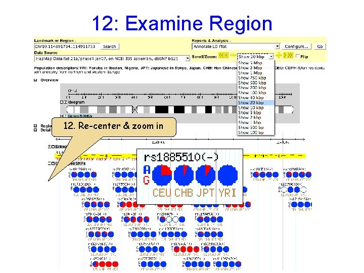 12: Examine Region 12. Re-center & zoom in 