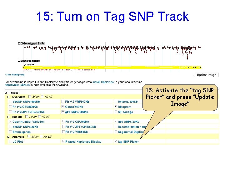 15: Turn on Tag SNP Track 15: Activate the “tag SNP Picker” and press