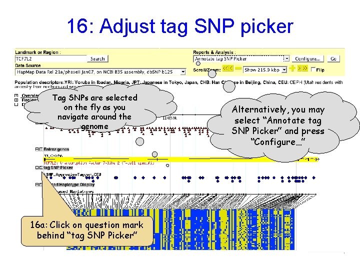 16: Adjust tag SNP picker Tag SNPs are selected on the fly as you