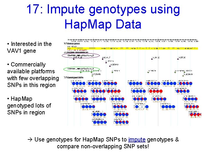 17: Impute genotypes using Hap. Map Data • Interested in the VAV 1 gene